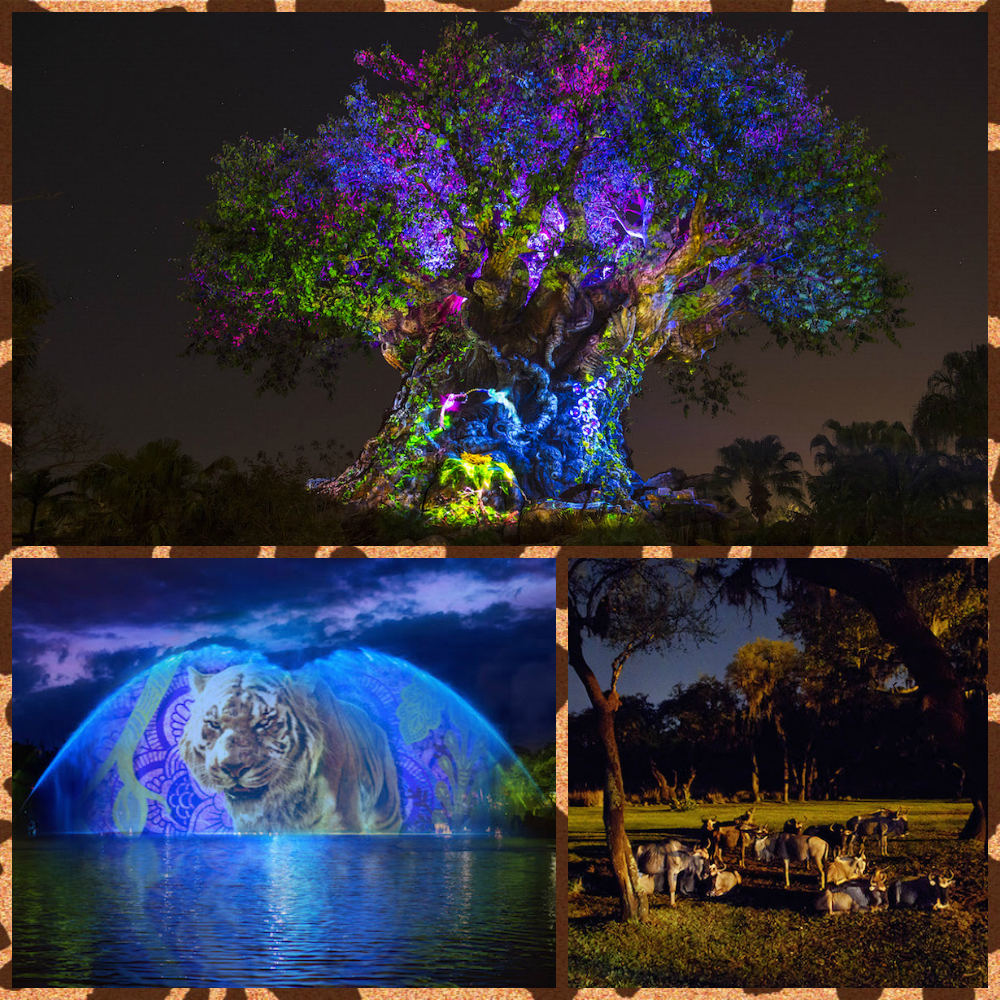 Anial Kingdom Nighttime